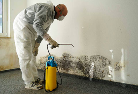 Mold Removal